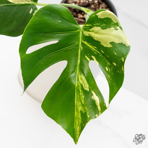 Monstera Deliciosa Mint Variegated - US Clone (Large Form) (wk4-UB)