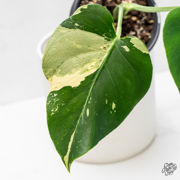 Monstera Deliciosa Mint Variegated - US Clone (Large Form) (wk4-UB)