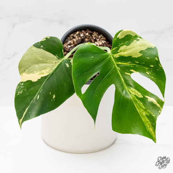 Monstera Deliciosa Mint Variegated - US Clone (Large Form) (wk4-UB)