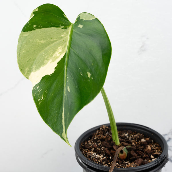 Monstera Deliciosa Mint Variegated - US Clone (Large Form) (wk48-A)