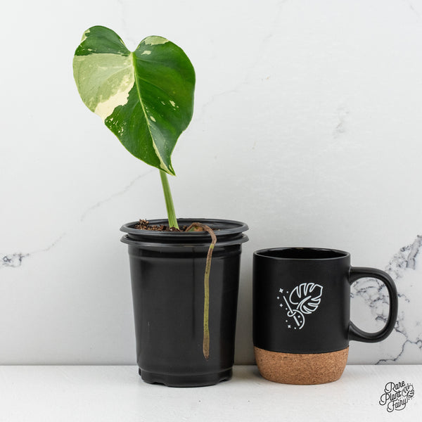 Monstera Deliciosa Mint Variegated - US Clone (Large Form) (wk48-A)