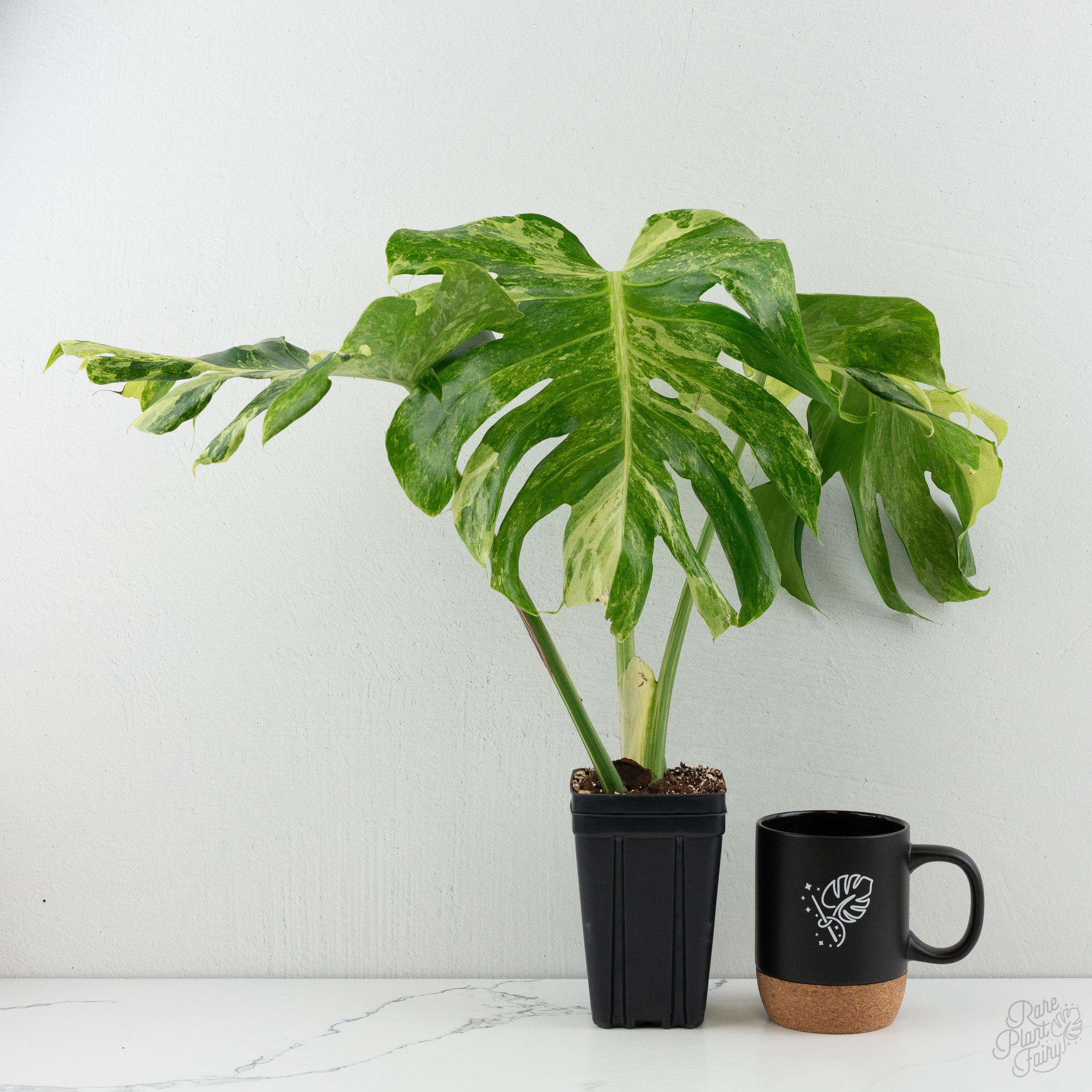Monstera Deliciosa 'Ocean Mint' (wk8-UD) – Rare Plant Fairy