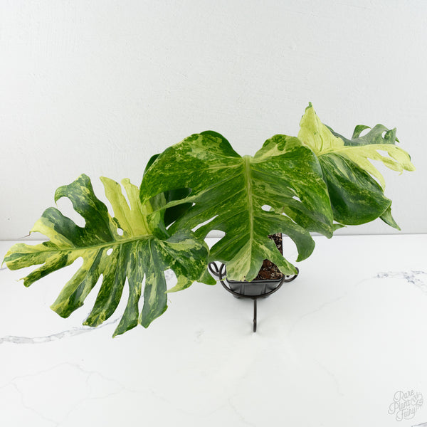 Monstera Deliciosa 'Ocean Mint' (wk8-UD)