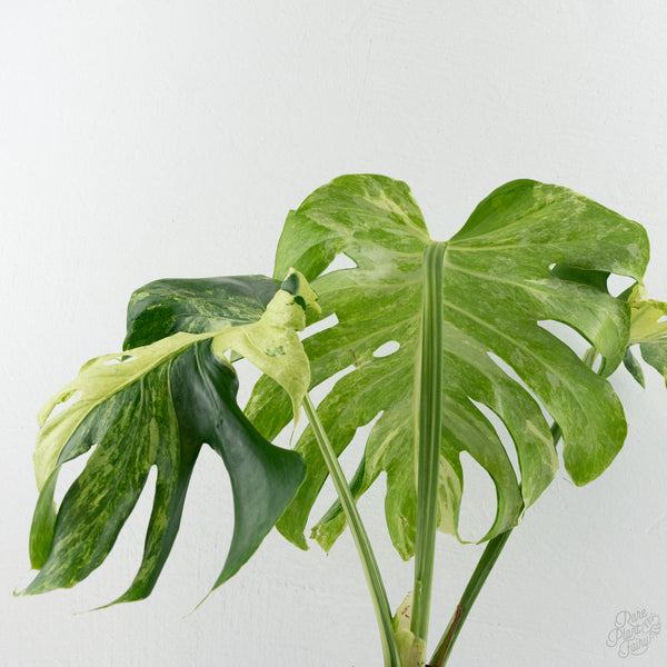 Monstera Deliciosa 'Ocean Mint' (wk8-UD)