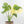 Monstera Deliciosa Thai Constellation 'Green Snow' (wk23-C)