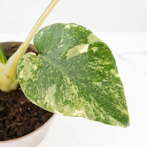 Monstera Deliciosa Thai Constellation 'Green Snow' (wk23-C)
