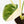 Monstera Deliciosa Thai Constellation 'Green Snow' (wk23-C)