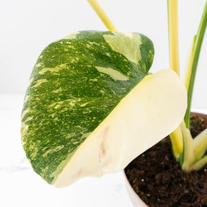 Monstera Deliciosa Thai Constellation 'Green Snow' (wk23-C)