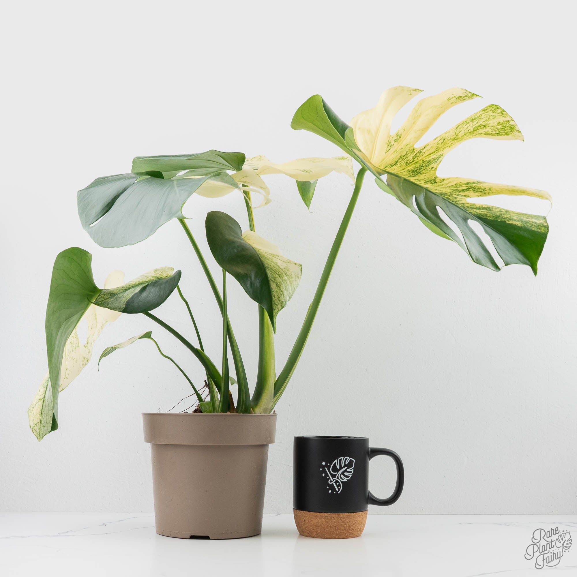 monstera deliciosa half moon Monstera Deliciosa 'White Monster' (wk22-UZ) *Half Moons* – Rare Plant Fairy