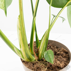 Monstera Deliciosa 'White Monster' (wk22-UZ) *Half Moons*