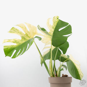Monstera Deliciosa 'White Monster' (wk22-UZ) *Half Moons*