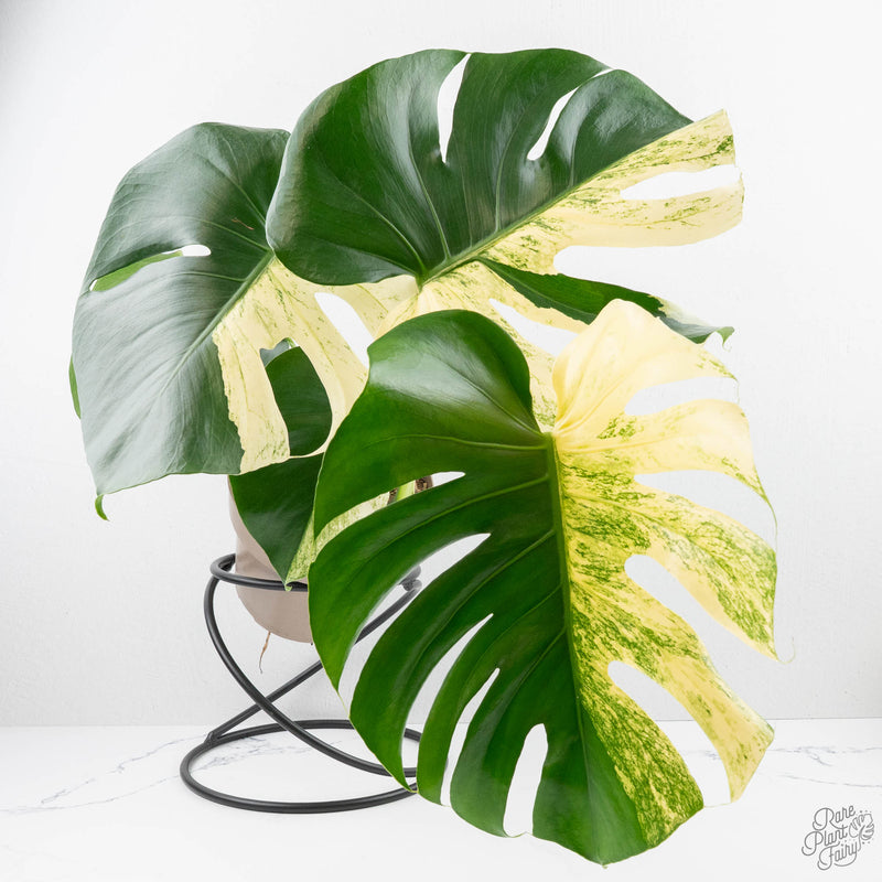 Monstera Deliciosa 'White Monster' (wk22-UZ) *Half Moons*