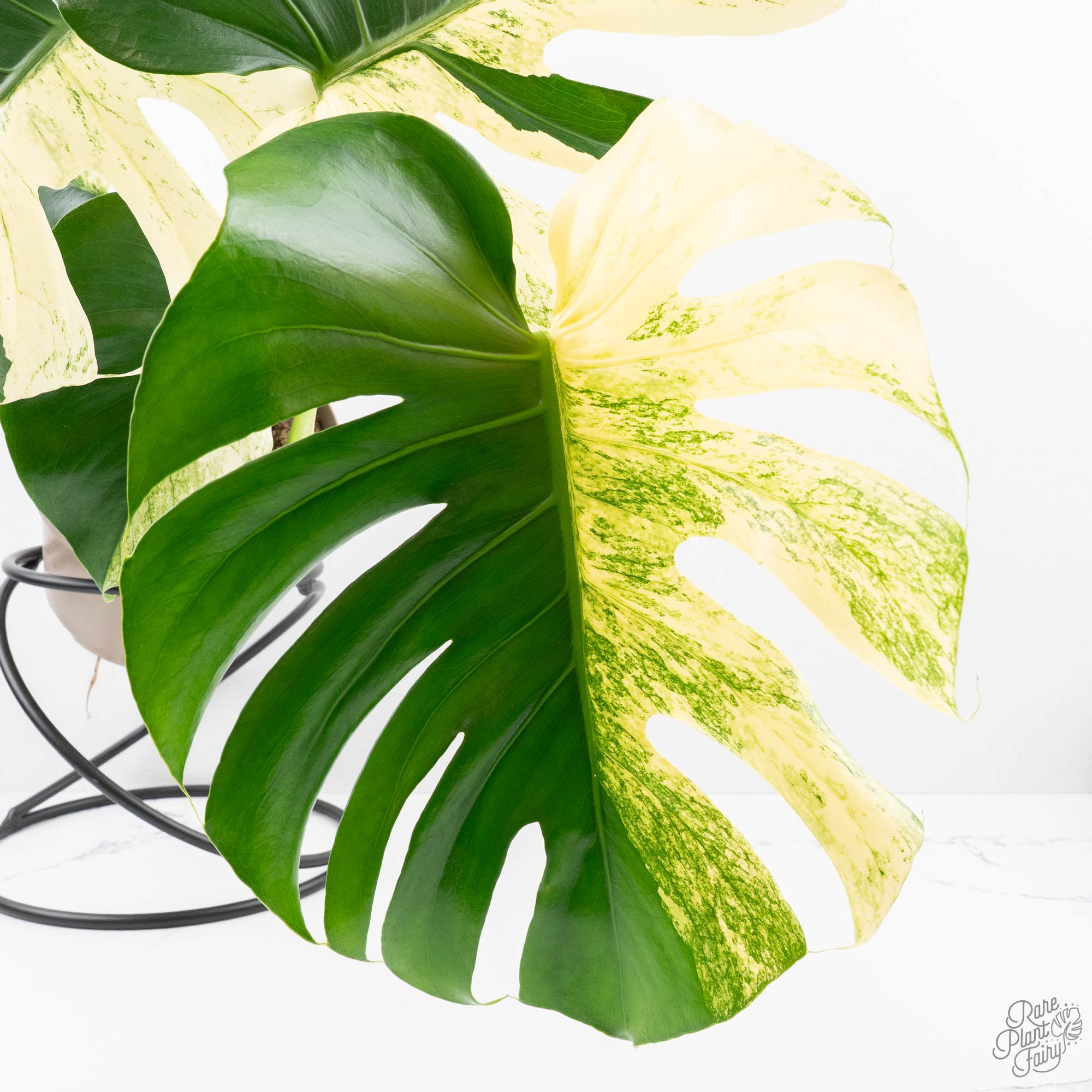 monstera deliciosa half moon Monstera Deliciosa 'White Monster' (wk22-UZ) *Half Moons* – Rare Plant Fairy