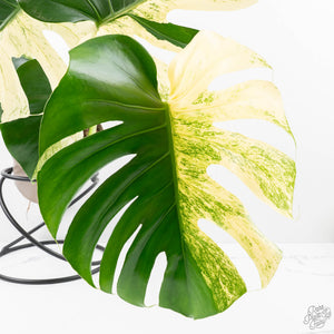 Monstera Deliciosa 'White Monster' (wk22-UZ) *Half Moons*