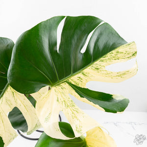 Monstera Deliciosa 'White Monster' (wk22-UZ) *Half Moons*