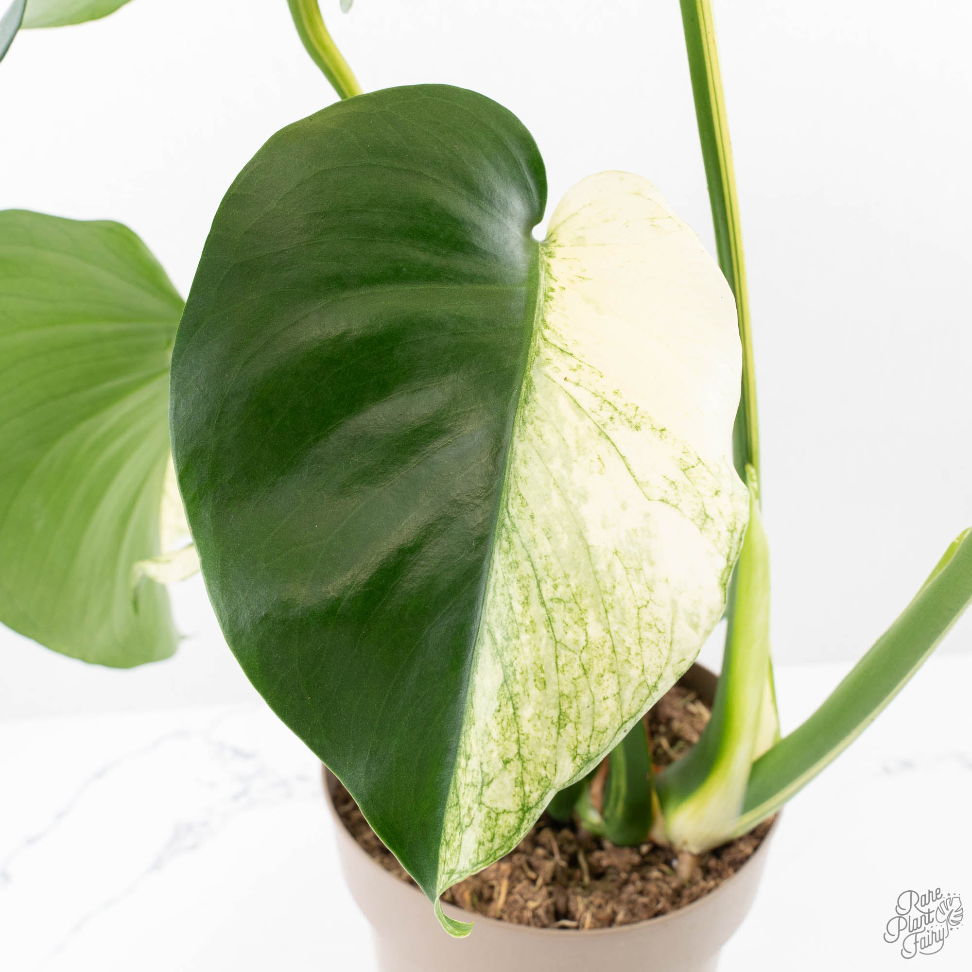 monstera white monster Monstera Deliciosa 'White Monster' (wk22-UZ) *Half Moons* – Rare Plant Fairy
