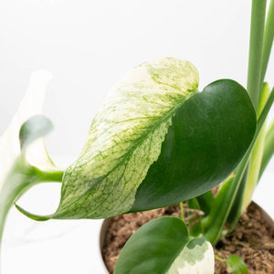 Monstera Deliciosa 'White Monster' (wk22-UZ) *Half Moons*