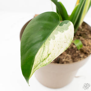 Monstera Deliciosa 'White Monster' (wk22-UZ) *Half Moons*