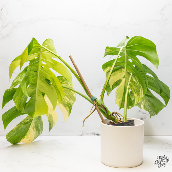 Monstera Deliciosa Aurea Variegated (Small Form/Borsigiana) (wk52-C)
