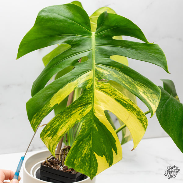 Monstera Deliciosa Aurea Variegated (Small Form/Borsigiana) (wk52-C)