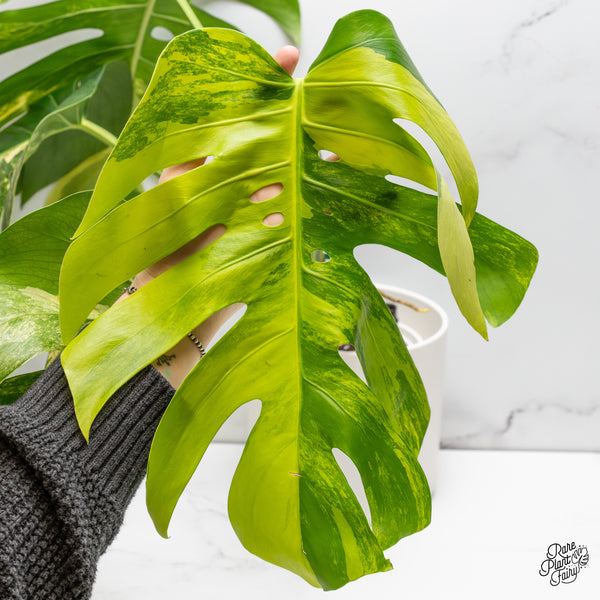 Monstera Deliciosa Aurea Variegated (Small Form/Borsigiana) (wk52-C)