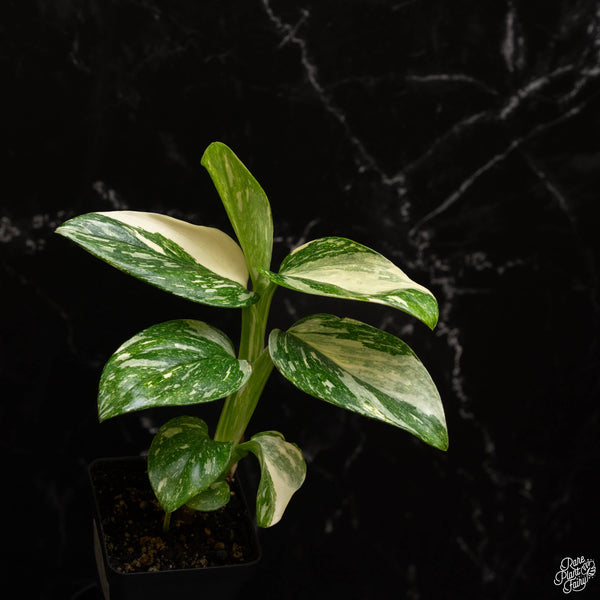 marble monstera plant Monstera Standleyana Albo Marble Variegated *Grower's Choice*