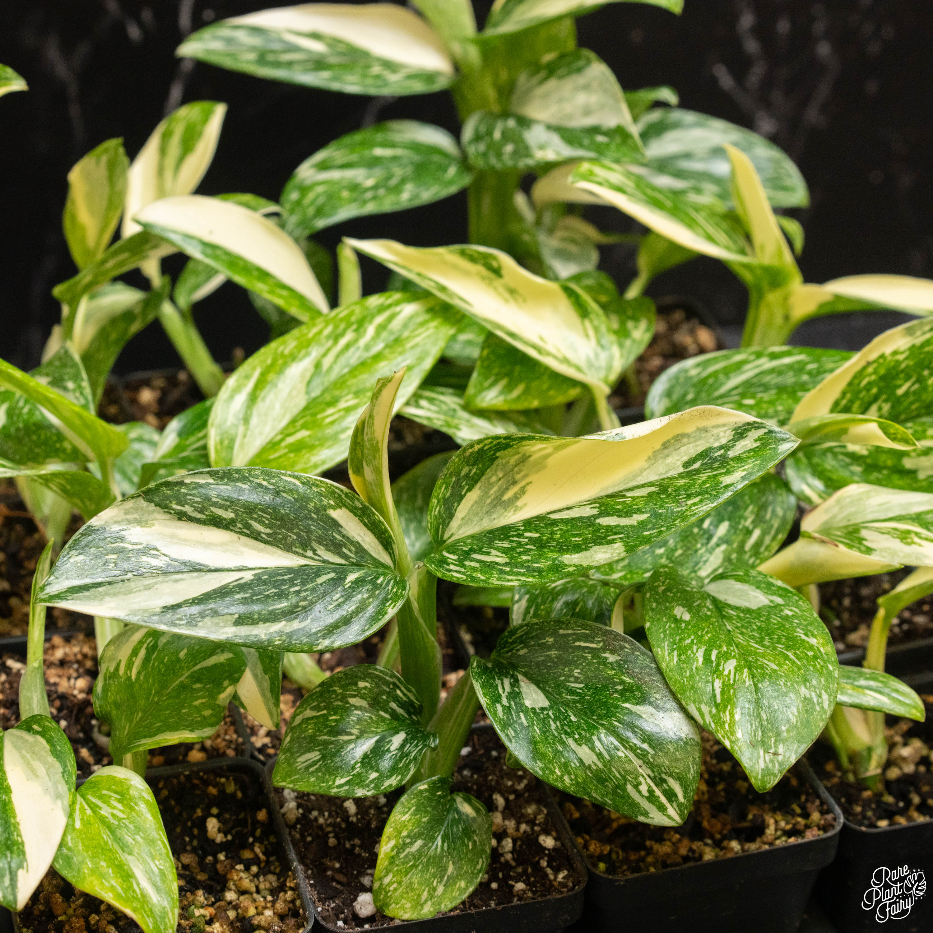 monstera variegated albo Monstera Standleyana Albo Marble Variegated *Grower's Choice*