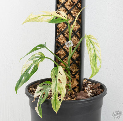 RPF Self-Watering Stackable Moss Poles (Set of 2)