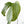 Anthurium magnificum Sp. Trilobe Rio Guanche *Grower's Choice*