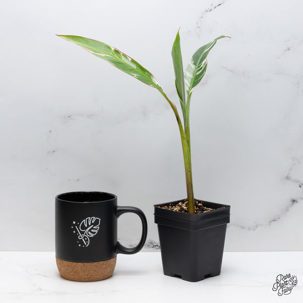 Musa 'Florida' variegated banana tree *grower's choice*