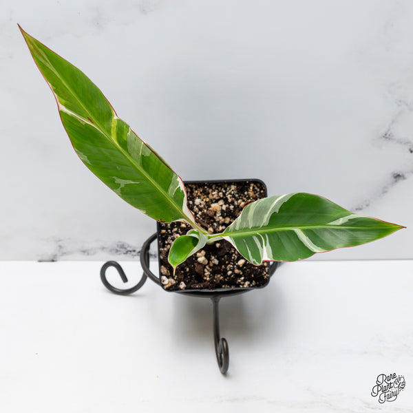 Musa 'Florida' variegated banana tree *grower's choice*