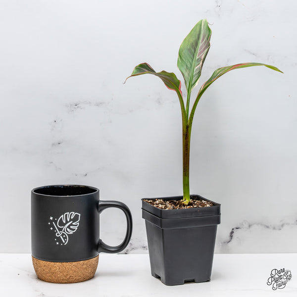 Musa 'Nono' pink variegated banana tree *Grower's choice*