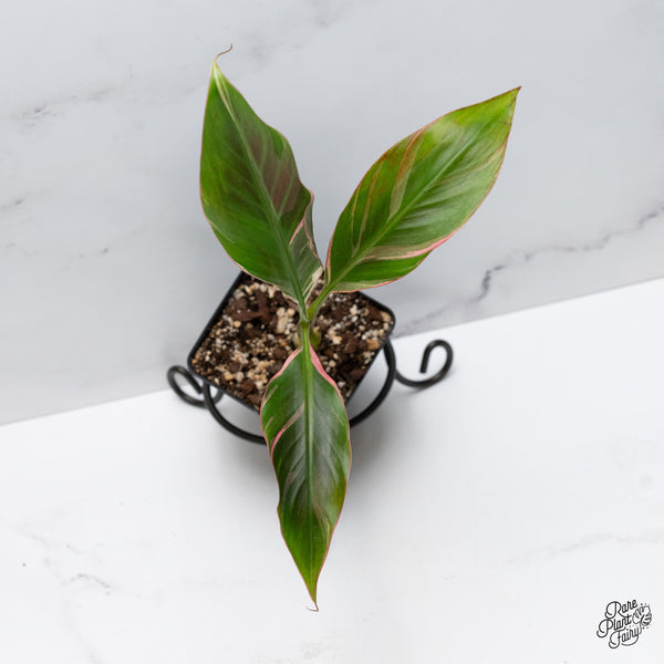 Musa 'Nono' pink variegated banana tree *Grower's choice*