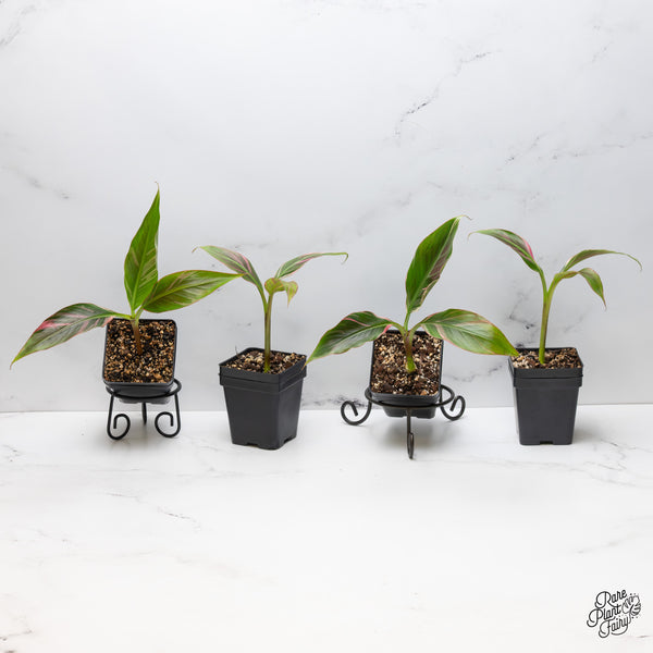 Musa 'Nono' pink variegated banana tree *Grower's choice*