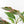Musa 'Nono' pink variegated banana tree *Grower's Choice*