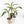 Musa 'Nono' pink variegated banana tree *Grower's Choice*