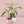 Musa 'Nono' pink variegated banana tree *Grower's Choice*