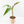 Musa 'Nono' pink variegated banana tree *Grower's Choice*