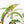 Musa 'Nono' pink variegated banana tree *Grower's Choice*