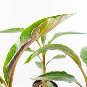 Musa 'Nono' pink variegated banana tree *Grower's Choice*