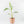 Musa 'Florida' variegated banana tree *Grower's Choice*