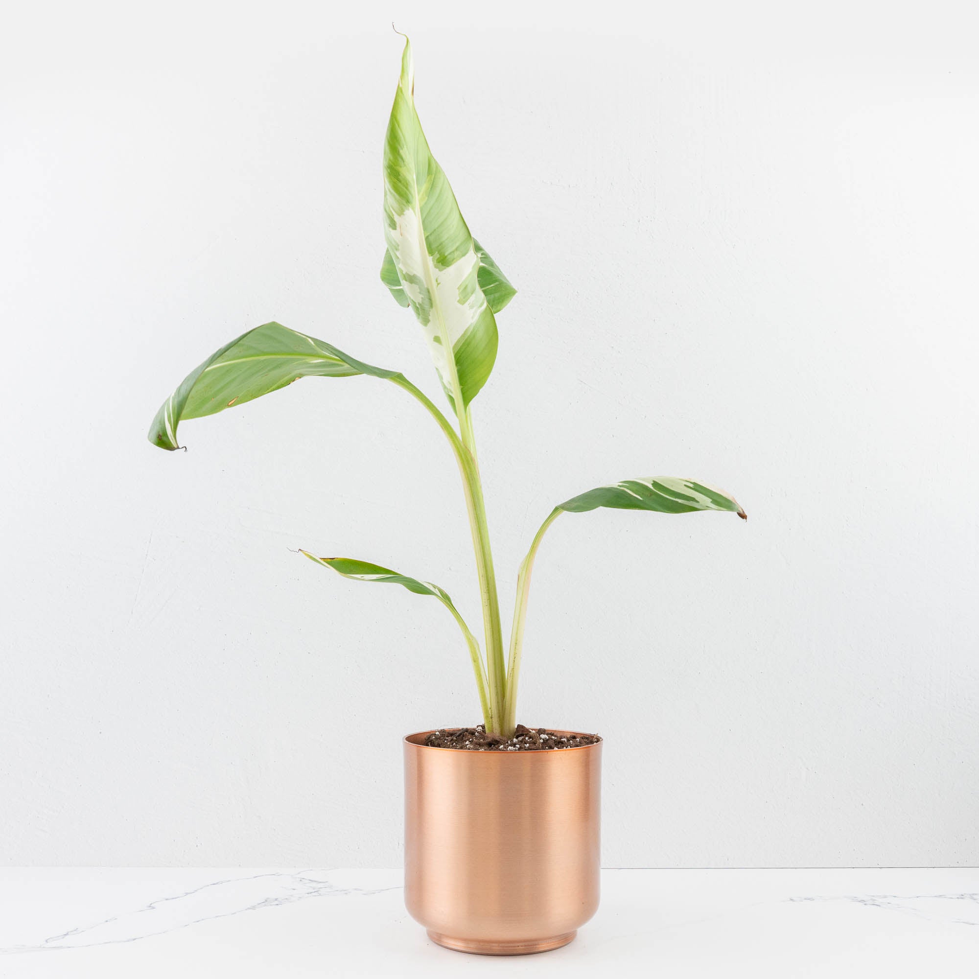 variegated banana plant seeds Musa 'Florida' variegated banana tree *Grower's Choice* – Rare Plant Fairy