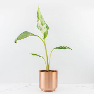 Musa 'Florida' variegated banana tree *Grower's Choice*