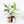 Musa 'Florida' variegated banana tree *Grower's Choice*