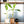Musa 'Florida' variegated banana tree *Grower's Choice*