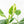 Musa 'Florida' variegated banana tree *Grower's Choice*