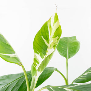 Musa 'Florida' variegated banana tree *Grower's Choice*