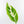 Musa 'Florida' variegated banana tree *Grower's Choice*
