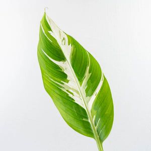 Musa 'Florida' variegated banana tree *Grower's Choice*