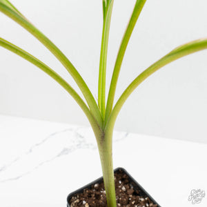 Musa sp. variegated (wk15-UJ)
